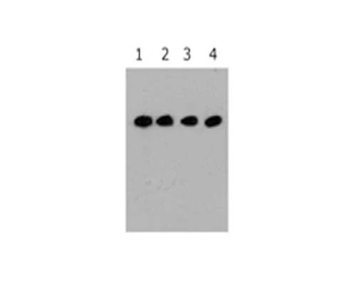 Anti-D tag Antibody