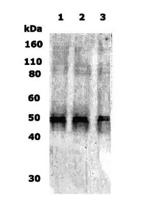 Anti-Delta Opioid Receptor Antibody