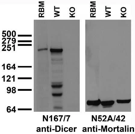Anti-Dicer Antibody