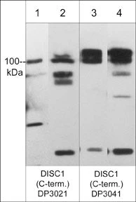 Anti-DISC1 Antibody