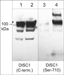 Anti-DISC1 (Ser-710), Phosphospecific Antibody