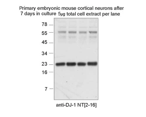 Anti-DJ-1/PARK7 Antibody