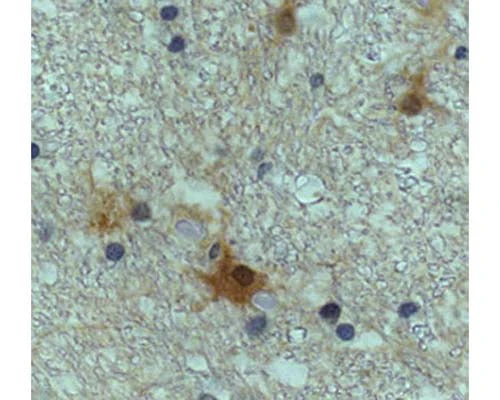 Anti-DJ-1/PARK7 Antibody - Image 2