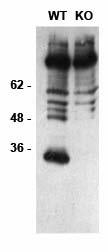 Anti-DLX1 Antibody - Image 2