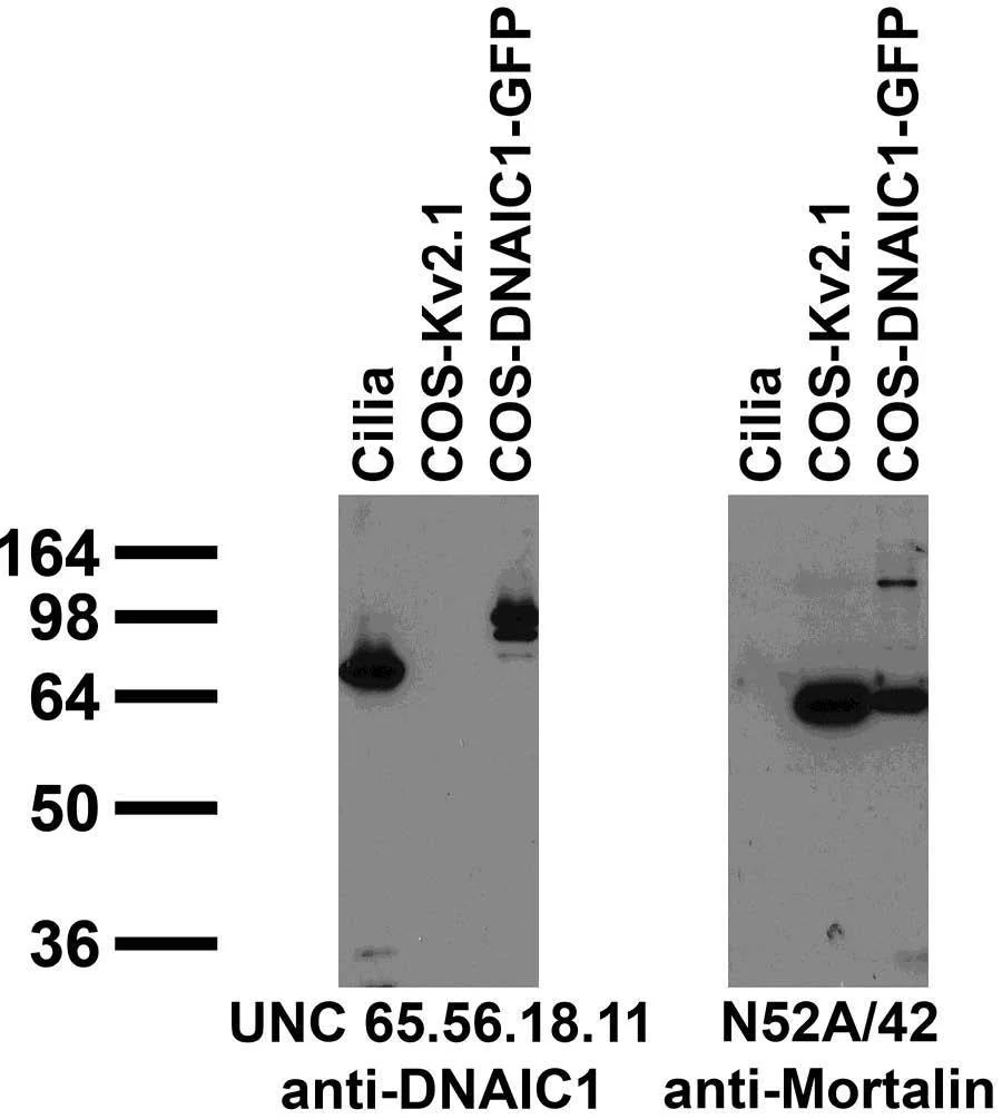 Anti-DNAIC1 Antibody