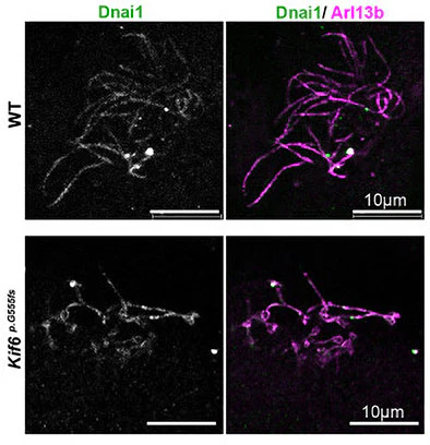 Anti-DNAIC1 Antibody - Image 2