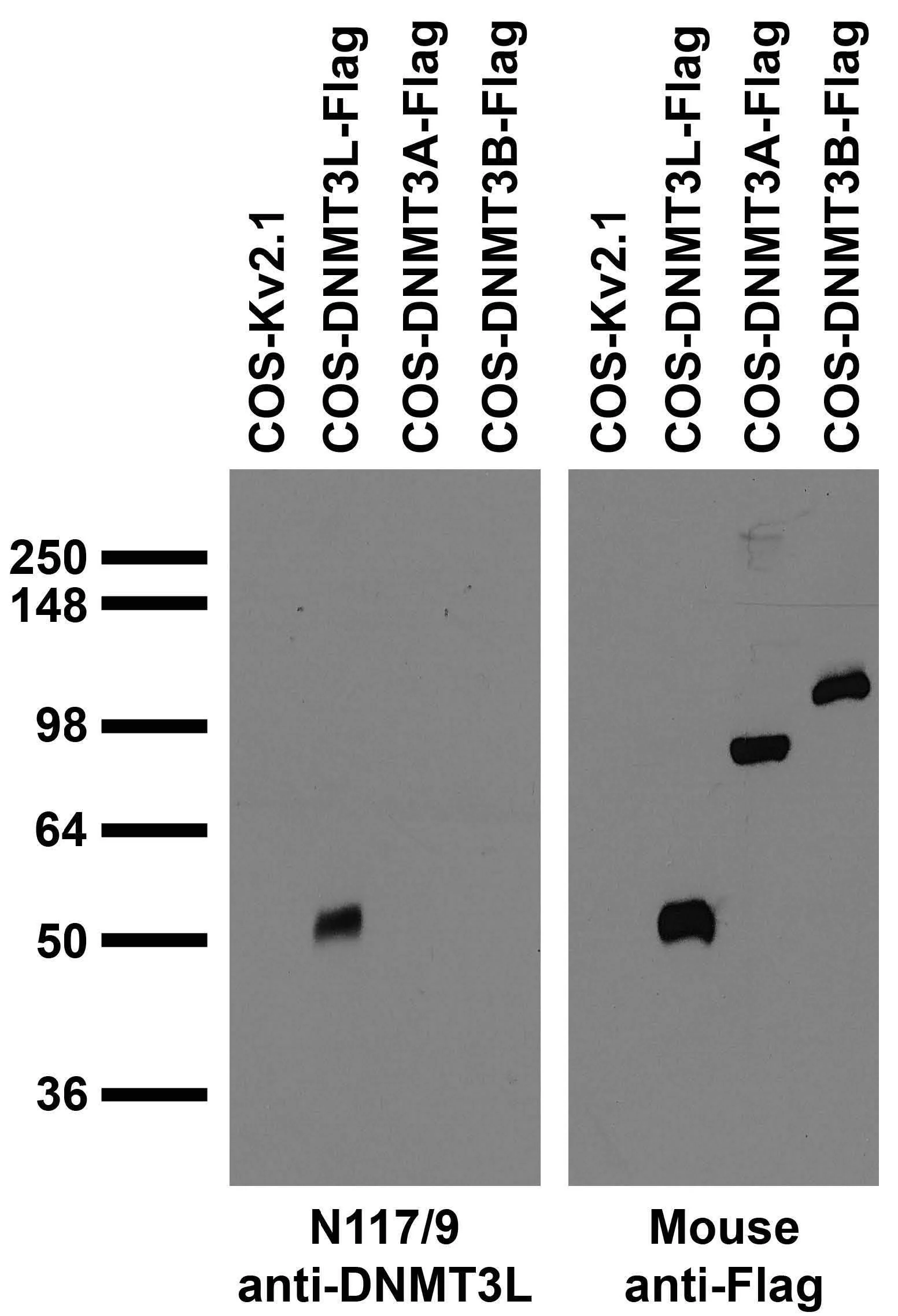 Anti-DNMT3L Antibody