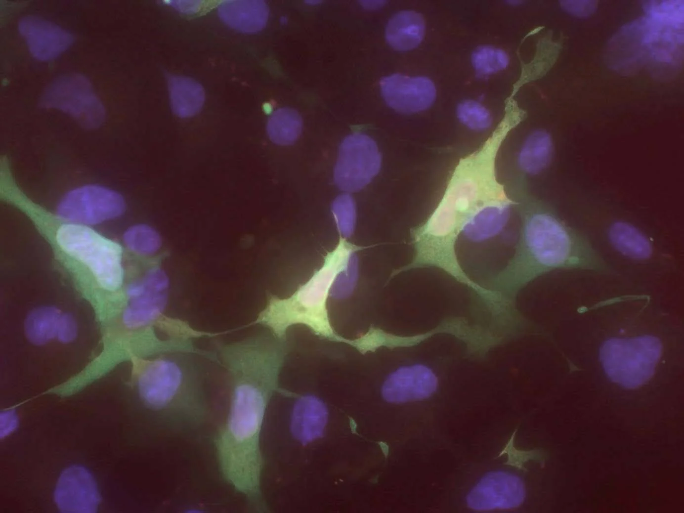 Anti-DNMT3L Antibody - Image 2
