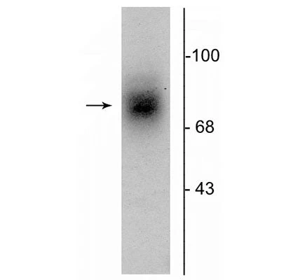 Anti-Dopamine Transporter, Extracellular Loop 2 Antibody