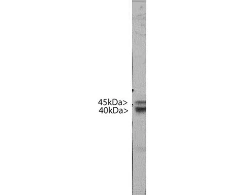 Anti-Doublecortin (DCX) Antibody