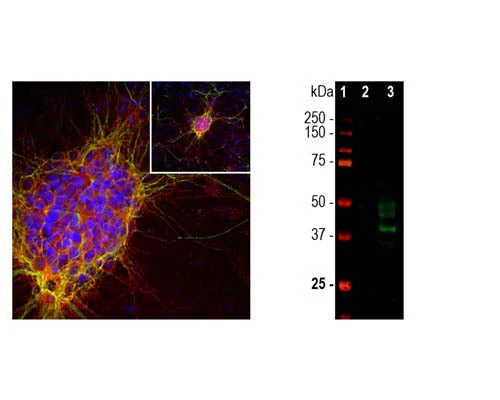 Anti-Doublecortin (DCX) Antibody - Image 3