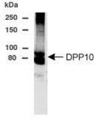 Anti-DPP10 Antibody