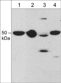 Anti-Draxin (C-terminal region) Antibody
