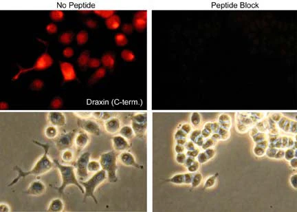 Anti-Draxin (C-terminal region) Antibody - Image 2