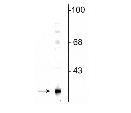 Anti-DsbA-L (Disulfide-bond-A oxidoreductase-like protein) Antibody