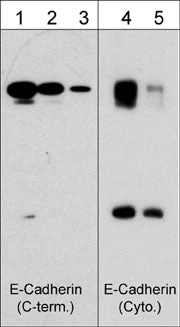 Anti-E-Cadherin (C-terminal region) Antibody