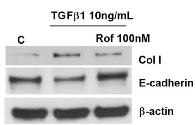 Anti-E-Cadherin (Cytoplasmic) Antibody - Image 3