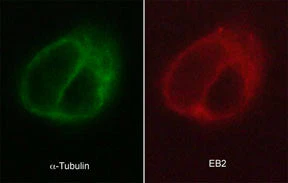 Anti-EB2 Antibody - Image 2