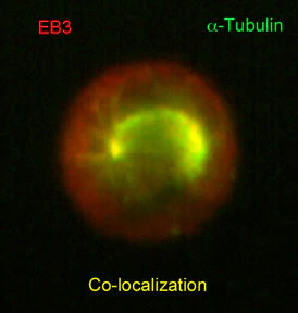 Anti-EB3 Antibody - Image 2