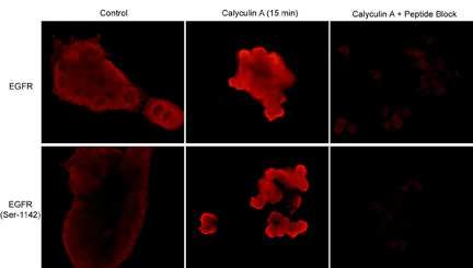 Anti-EGFR (N-terminal region) Antibody - Image 2