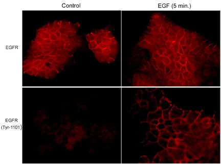Anti-EGFR (Tyr-1101), Phosphospecific Antibody - Image 2