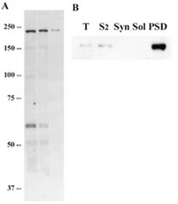 Anti-Endoribonuclease Dicer Antibody