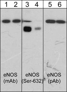 Anti-eNOS (C-terminal region) Antibody