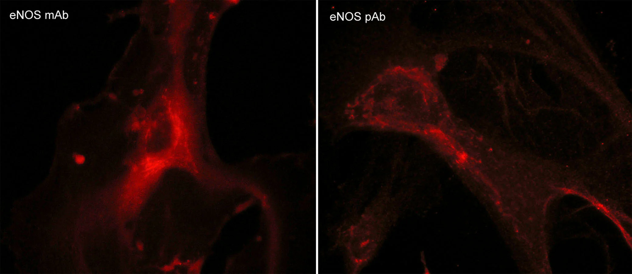 Anti-eNOS (C-terminal region) Antibody - Image 2