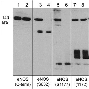 Anti-eNOS (C-terminal region) Antibody