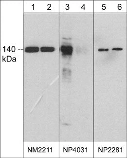 Anti-eNOS (Tyr-657)/nNOS (Tyr-895), Phosphospecific Antibody
