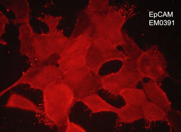Anti-EpCAM (Extracellular region) Antibody - Image 2