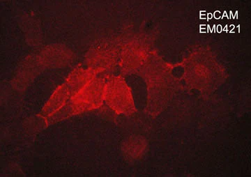 Anti-EpCAM (Extracellular region) Antibody - Image 2