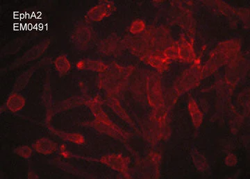 Anti-EphA2 (Extracellular region) M049 Antibody - Image 2
