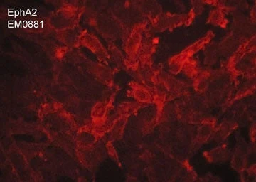 Anti-EphA2 (Extracellular region) M088 Antibody - Image 2