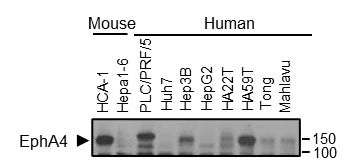 Anti-EphA4 (N-terminal region) Antibody - Image 2