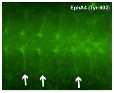 Anti-EphA4 (Tyr-602) [conserved site], Phosphospecific Antibody