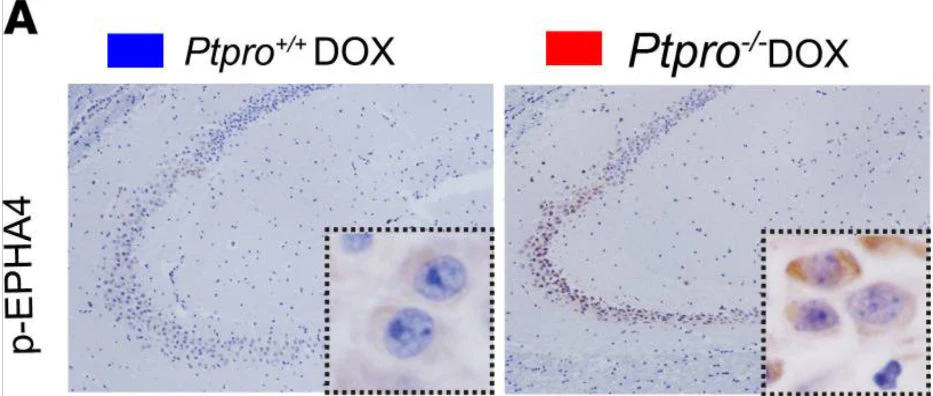 Anti-EphA4 (Tyr-602) [conserved site], Phosphospecific Antibody - Image 3