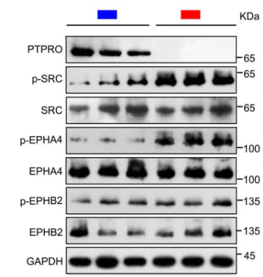 Anti-EphA4 (Tyr-602) [conserved site], Phosphospecific Antibody - Image 4