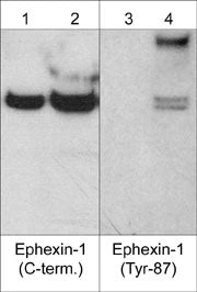 Anti-Ephexin-1 (C-terminal region) Antibody