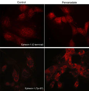 Anti-Ephexin-1 (C-terminal region) Antibody - Image 2