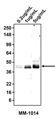 Anti-Epithelial Cell Adhesion Molecule (Ep-CAM) Antibody - Image 2