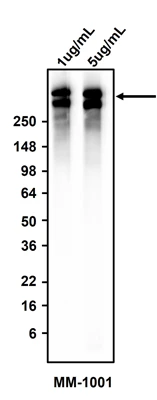 Anti-Epithelial Membrane Antigen (EMA) - Image 2