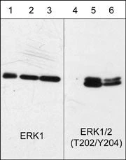 Anti-ERK1/2 (MAPK) (Thr-202/Tyr-204) [conserved], Phosphospecific Antibody