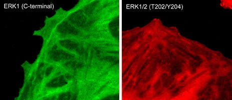 Anti-ERK1/2 (MAPK) (Thr-202/Tyr-204) [conserved], Phosphospecific Antibody - Image 2