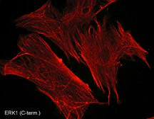 Anti-ERK1 (C-terminal region) Antibody - Image 2