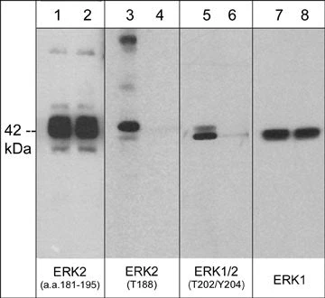 Anti-ERK1(T207)/ERK2(T188) [conserved], Phosphospecific Antibody
