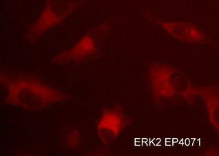 Anti-ERK2 (central region) Antibody - Image 2