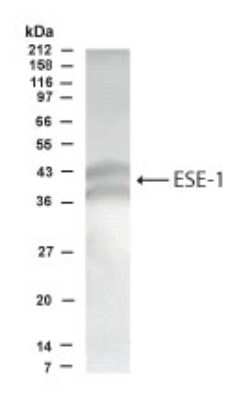 Anti-ESE1 Antibody