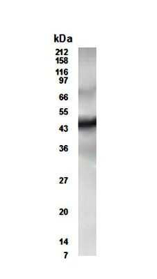 Anti-ETR3 (CUGBP2) Antibody