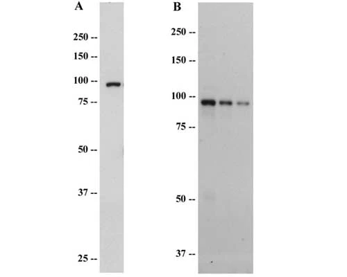 Anti-Eukaryotic translation initiation factor 2C (elF2c) Antibody - Image 3